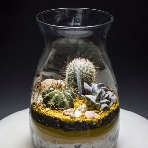 Terrario África